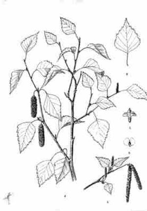 plante médicinale bio : Betula alba